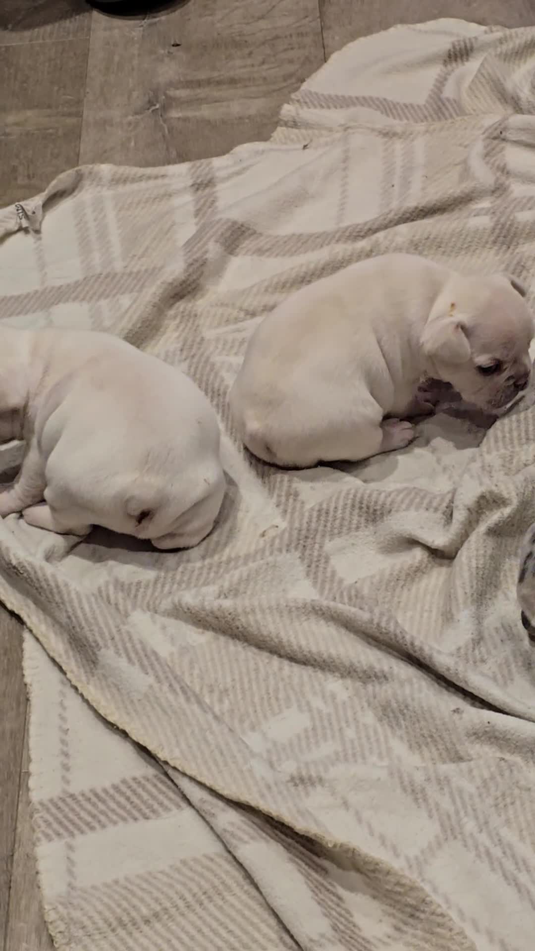 French Bulldog dogs for sale: French bulldog puppies  - Video 2
