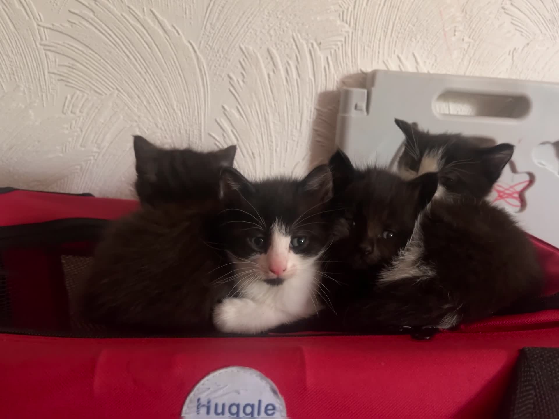 Mixed Breed cats for sale: Beautiful Mixed-Breed Kittens - Ready early July - Video 2