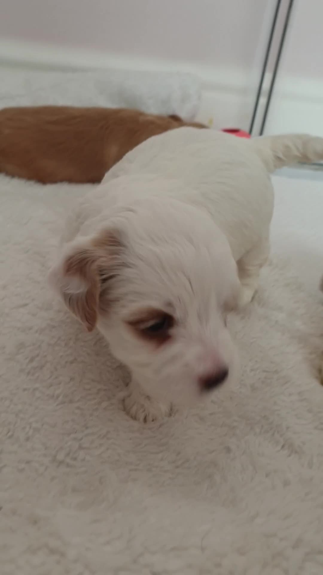 Maltipoo dogs for sale: 6 Pedigree Club registered Maltipoo puppies - Video 3