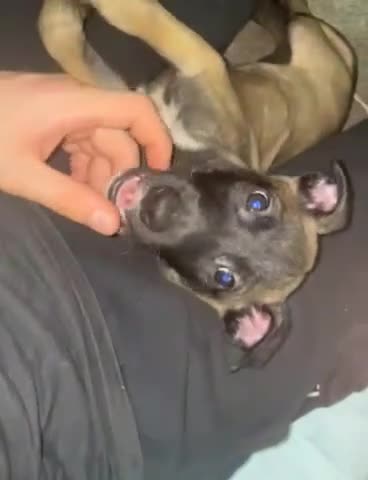 Mixed Breed dogs for sale: Belgian shepherd cross puppies - Video 3