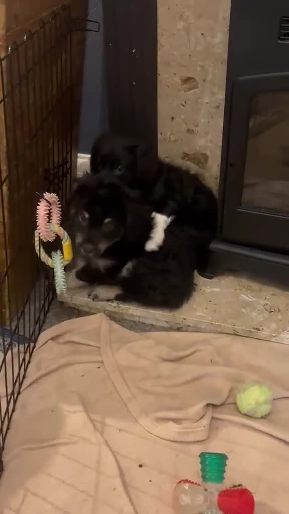 Mixed Breed dogs for sale: Shepradore Puppies - Video 2
