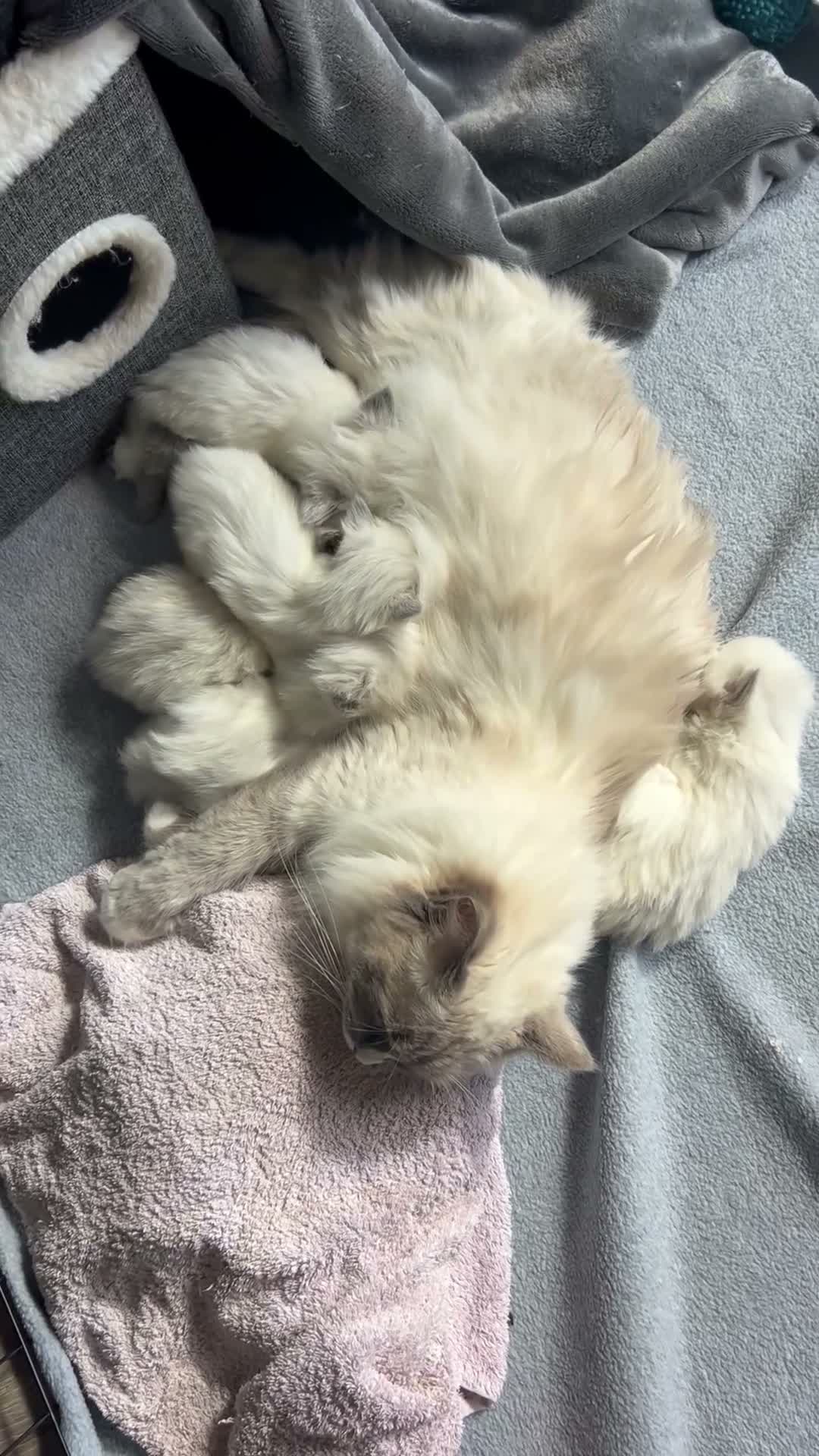Ragdoll cats for sale: Stunning Ragdoll-Point Kittens  Champion Bred Sire - Video 2