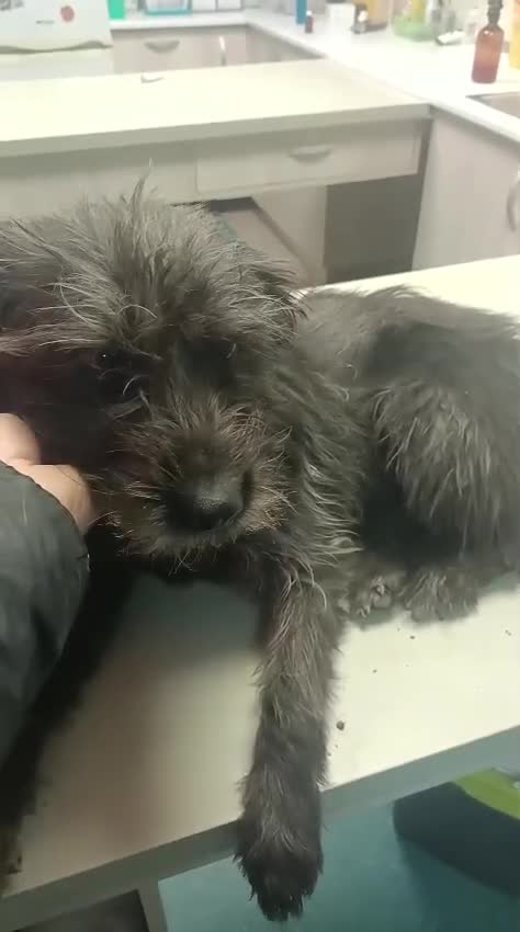 Mixed Breed dogs for adoption: ROCKY – Gentle, Resilient & Ready for Love 🐾 - Video 2