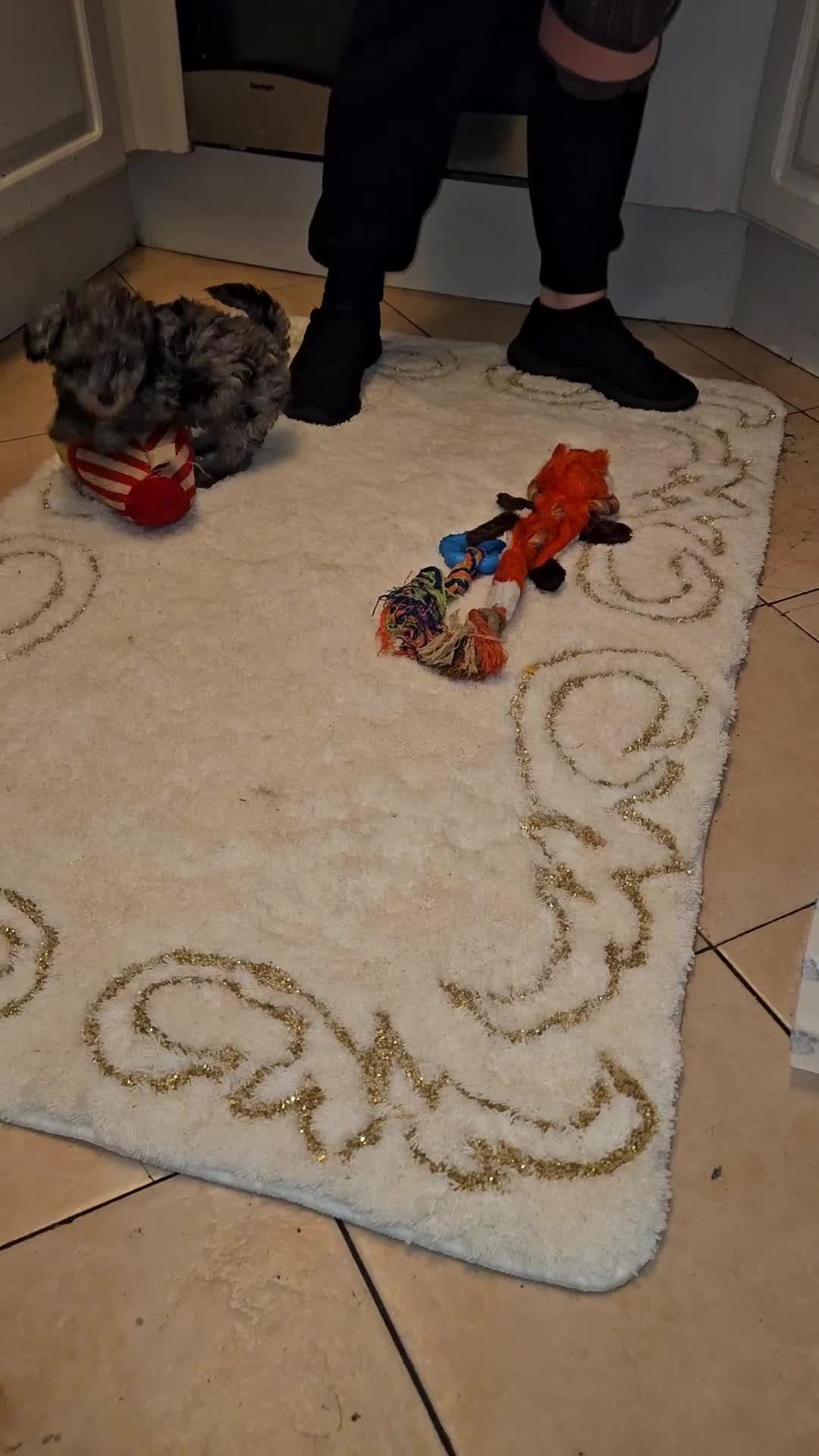Toy Poodle dogs for sale: Merle toy poodle puppys available now  - Video 2