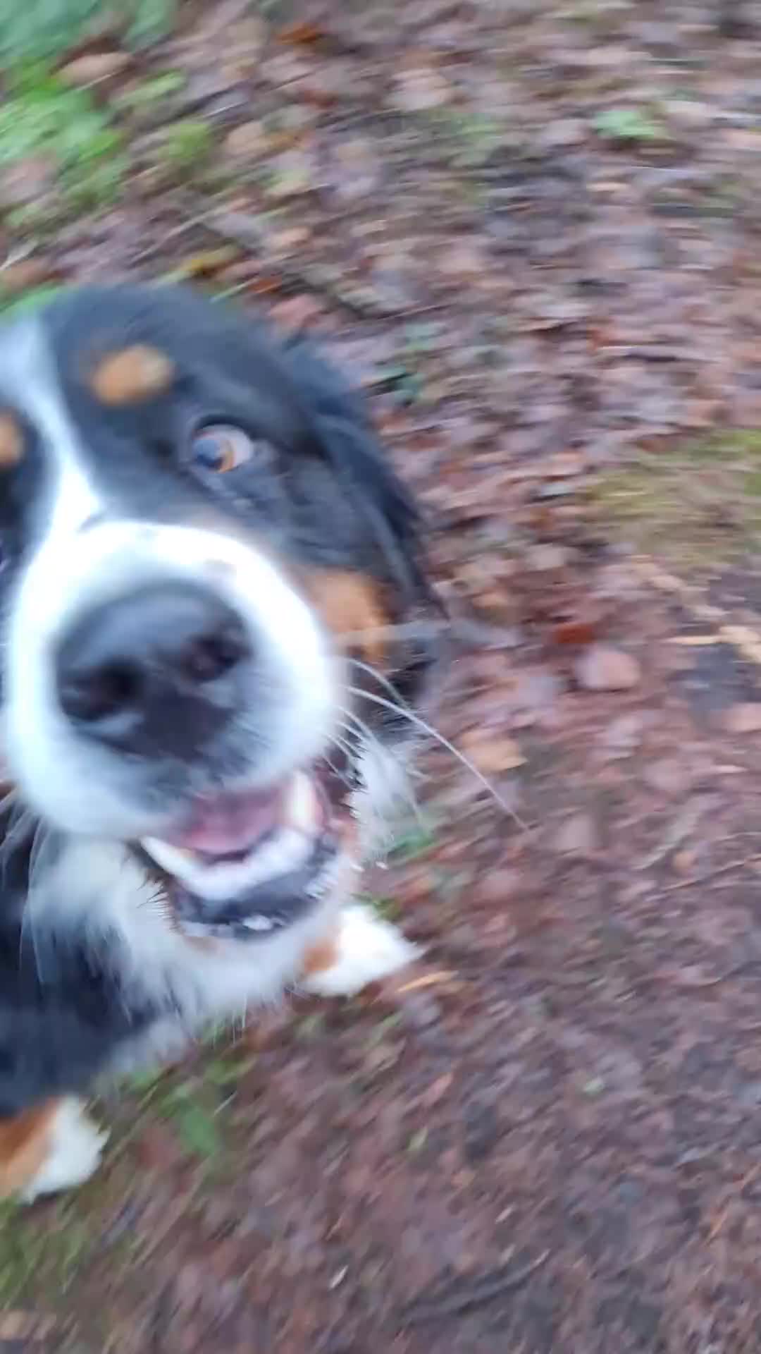 Bernese Mountain Dog dogs for sale: Bernese Mountain Dog girl - Video 4