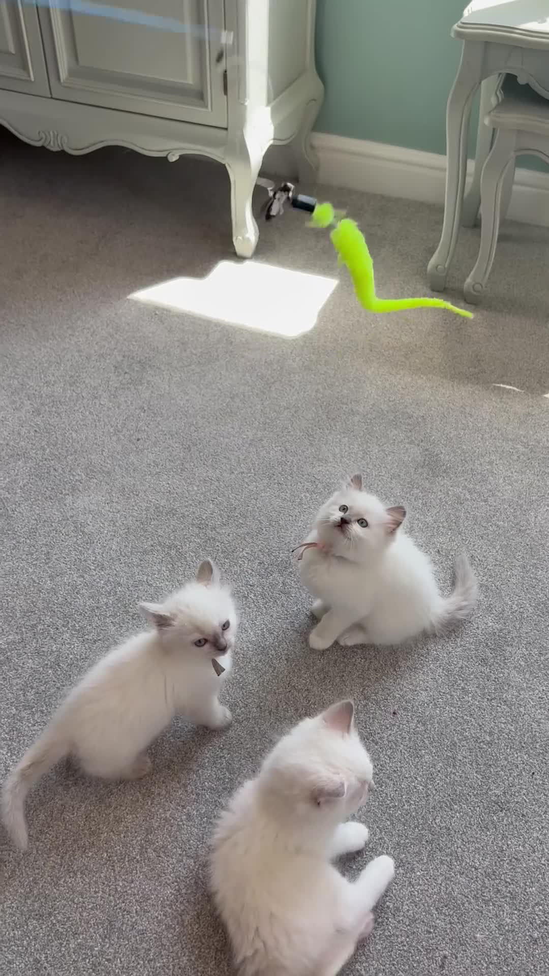 Ragdoll cats for sale: Rare Lilac Grand Champion Excellent Pedigree  - Video 1