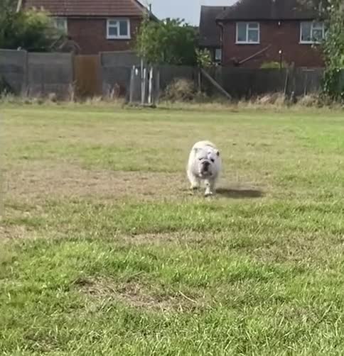 English Bulldog dogs for sale: Champion sired female bulldog for sale  - Video 1
