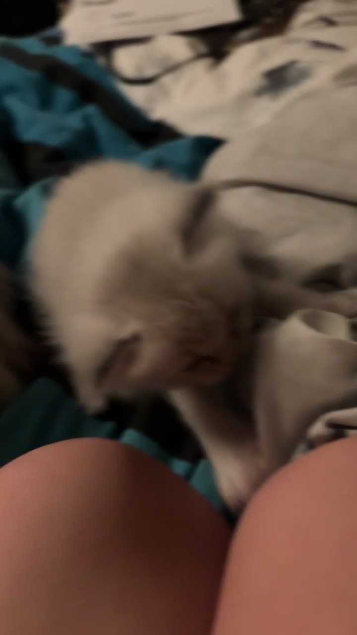 Ragdoll cats for sale: TICA registered - beautiful ragdoll kitten  - Video 1