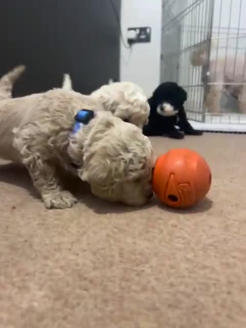 Cavapoochon dogs for sale: 🌟 Stunning F1B Cavapoochon puppies available now - Video 1