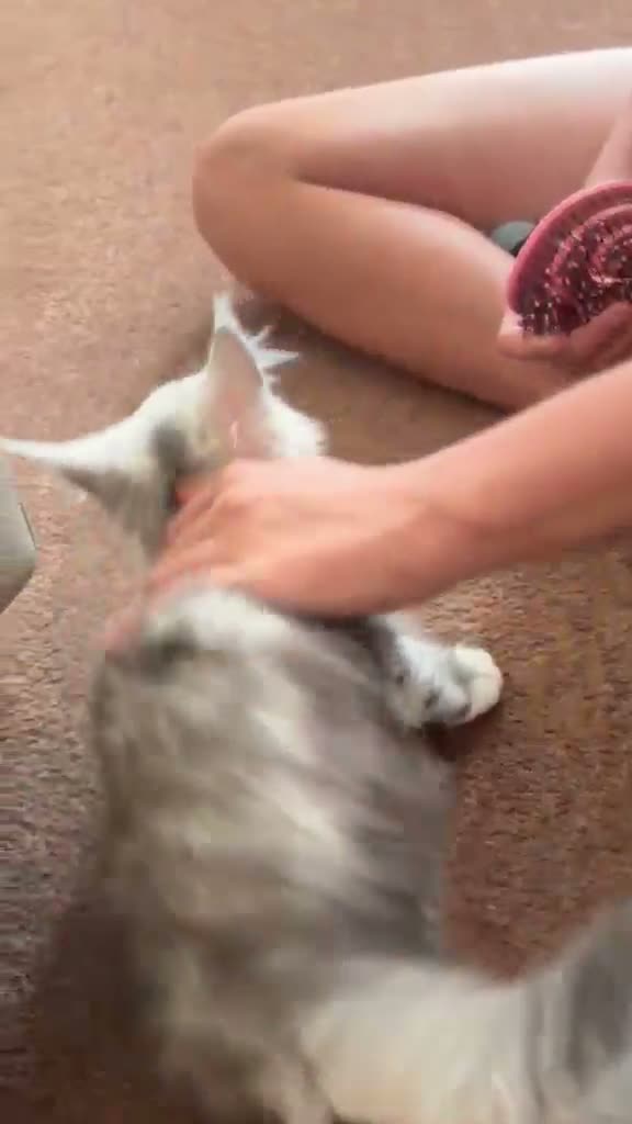 Maine Coon cats for sale: STUNNING SILVER MAINE COON KITTEN FOR SALE 🐾 - Video 1