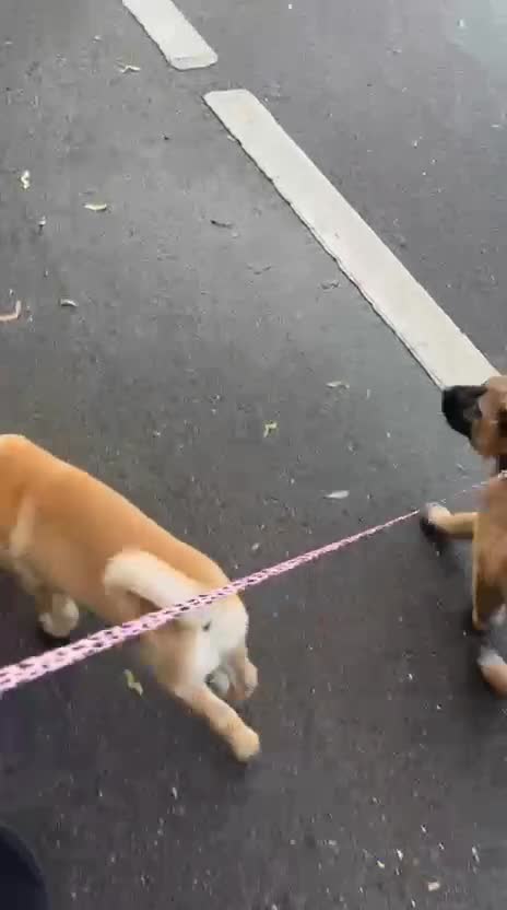 Mixed Breed dogs for sale: Beautiful Female Chow Chow x Belgian Malinois - Video 1