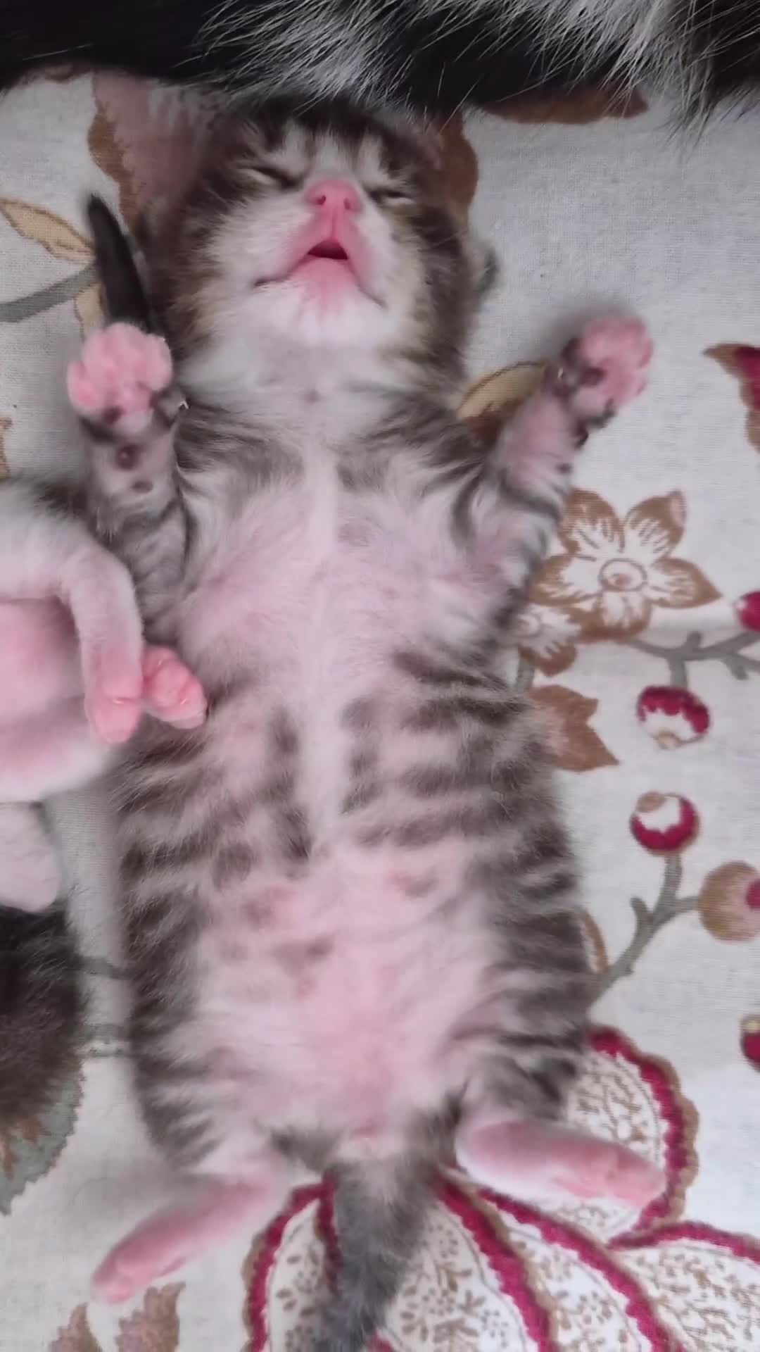 Mixed Breed cats for sale: Adorable and Playfull Kittens  - Video 3
