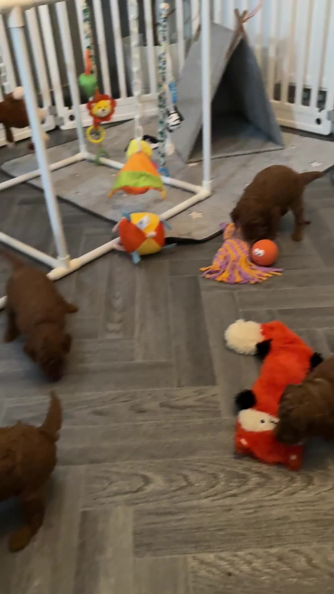 Toy Poodle dogs for sale: 6 Exquisite Red Toy Poodles. Parents DNA Clear - Video 2