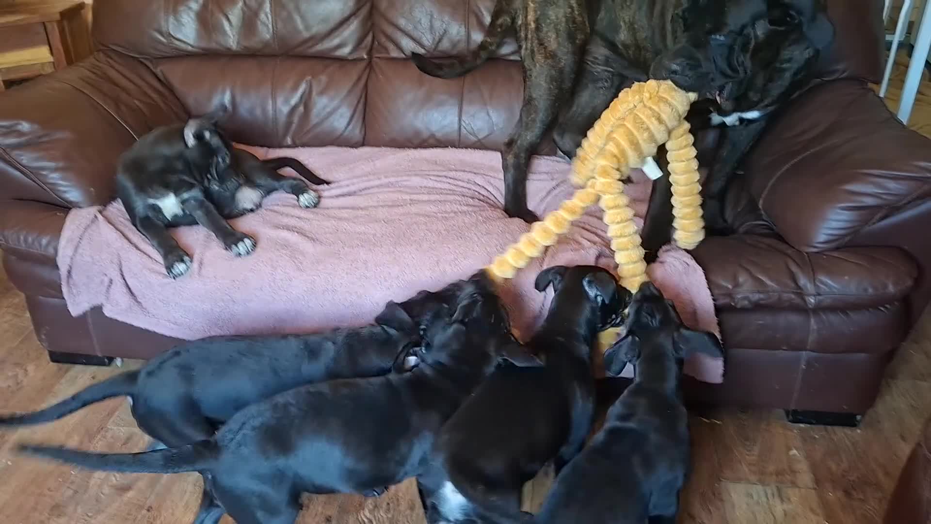 Cane Corso dogs for sale: Cane Corso Puppies - Video 2