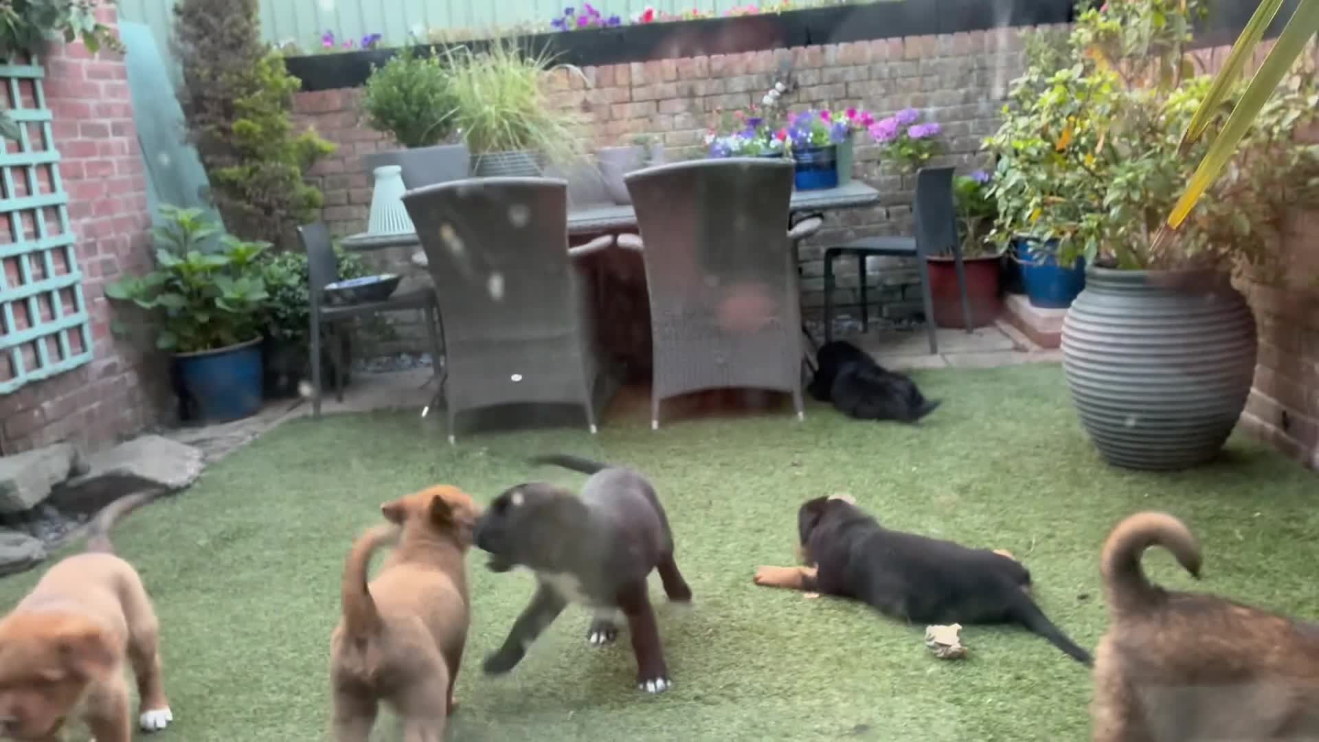 Mixed Breed dogs for sale: Central Asian Shepard x Rottweiler Puppies - Video 2