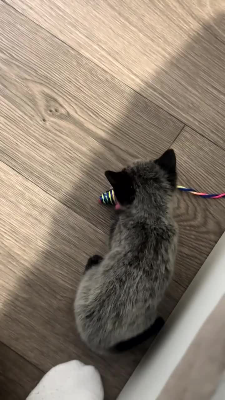 Russian Blue cats for sale: 2 Russian Blue x Siamese Kittens - Video 2