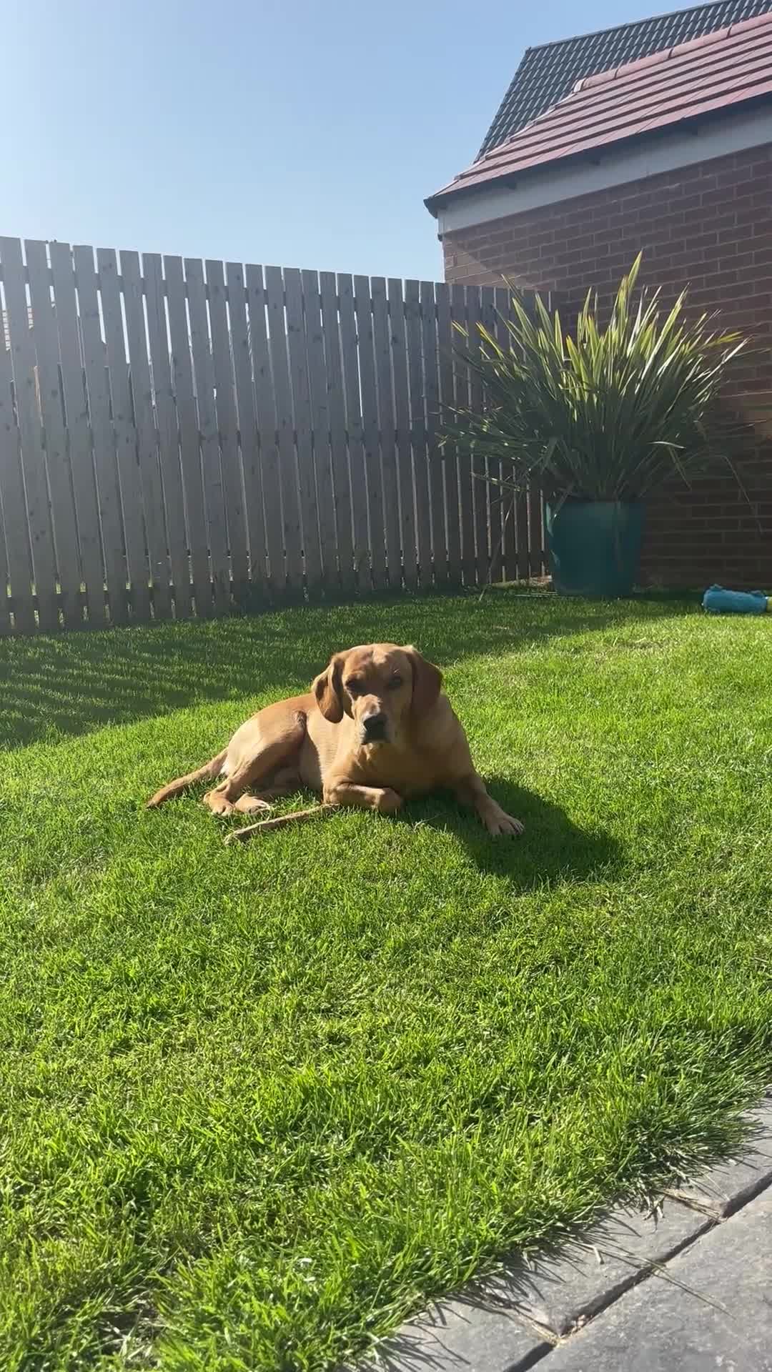 Mixed Breed dogs for stud: Monty free stud  in Middlesbrough - Video 3