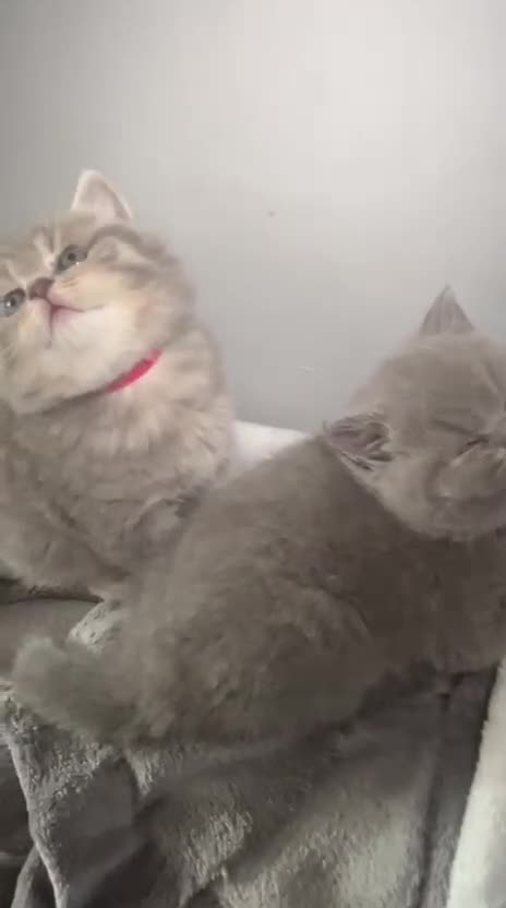 British Shorthair cats for sale: Stunning British Shorthair Kittens  - Video 1