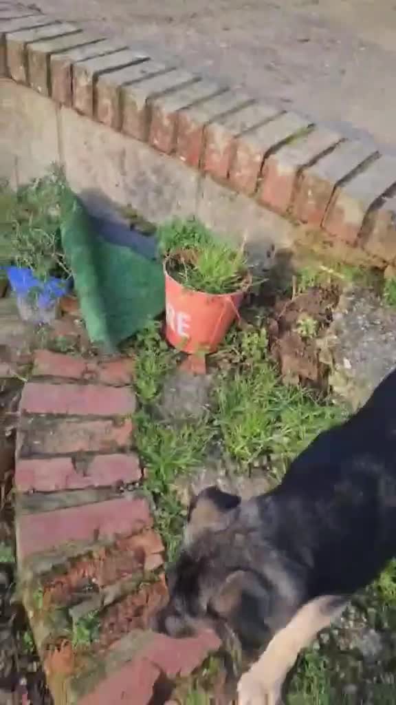 Mixed Breed dogs for adoption: Roquefort for Adoption!  - Video 2