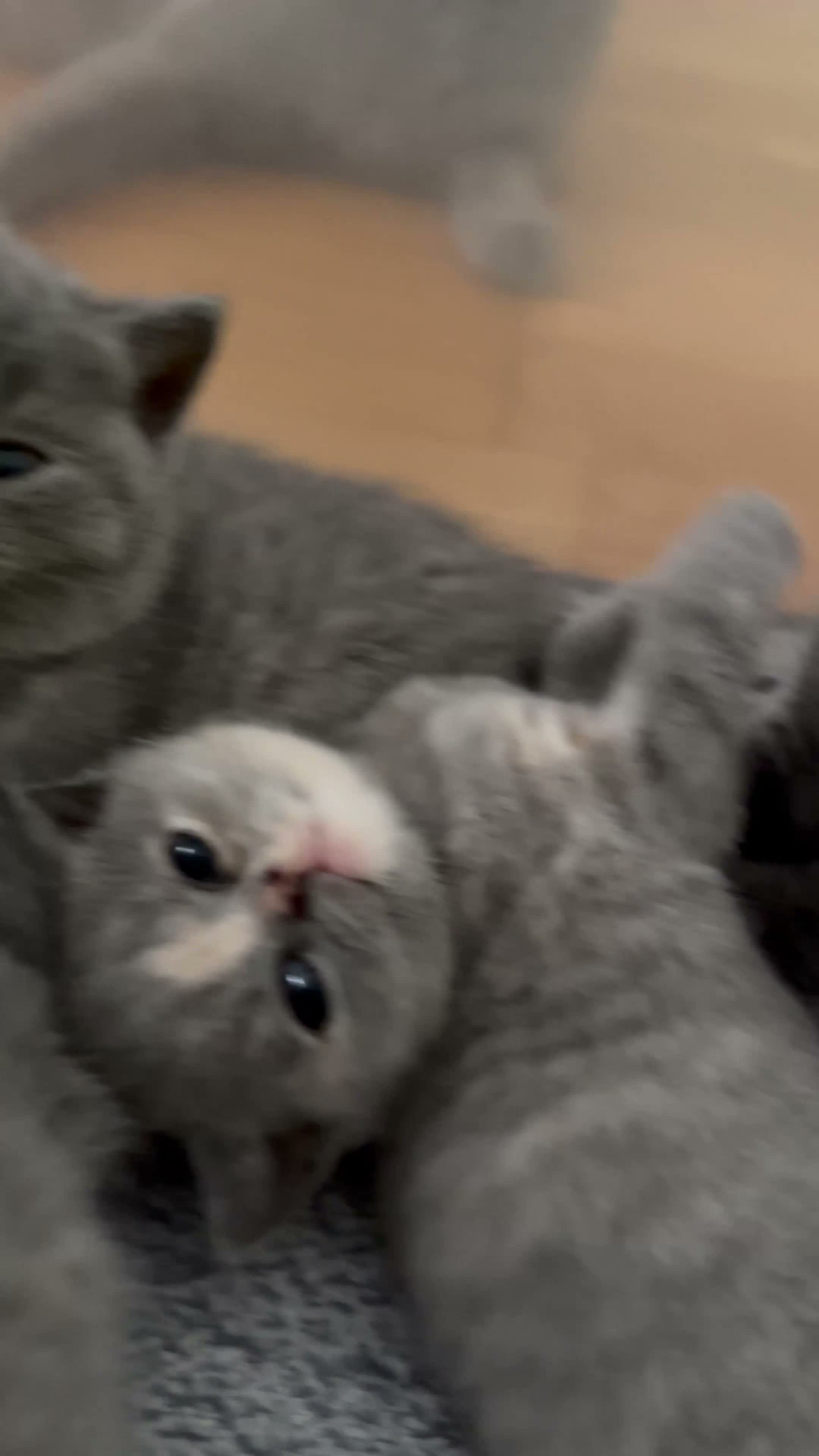 British Shorthair cats for sale: Rare blue-cream British Shorthair kittens💖 - Video 1