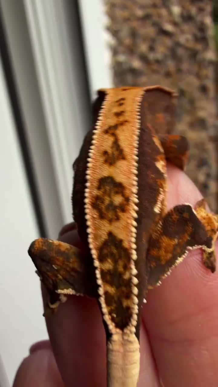 Gecko reptiles for sale: Stunning crested gecko baby  - Video 1