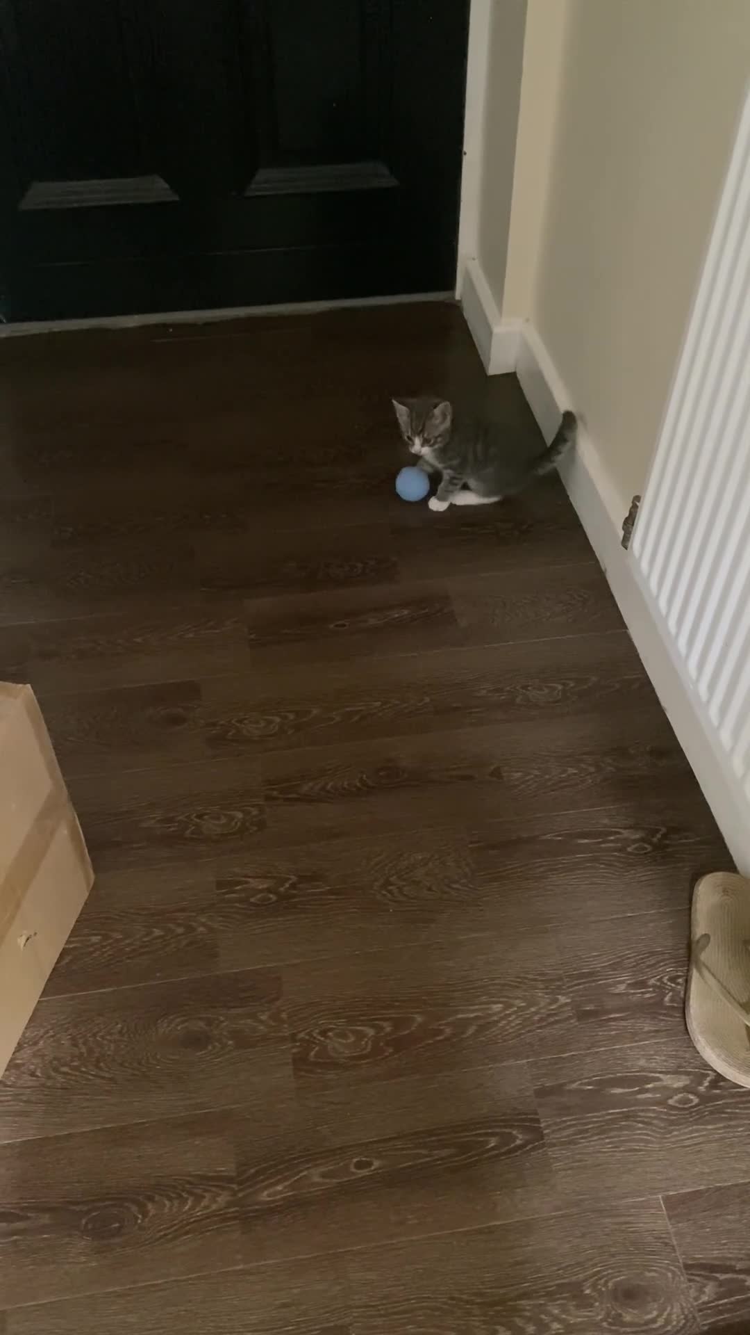 Mixed Breed cats for sale: Last little boy ready to go now  - Video 1