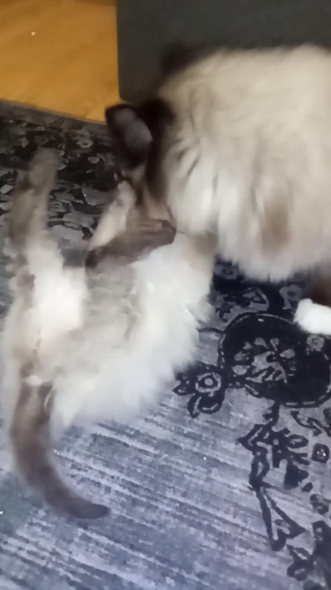 Ragdoll cats for sale: 😸😸Pure Ragdoll kittens😸😸 - Video 4