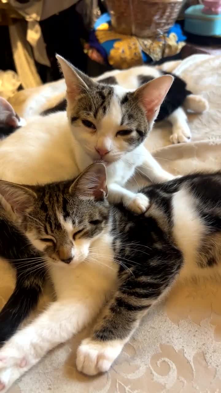 Domestic Shorthair cats for sale: Beautiful kittens 💖 - Video 1