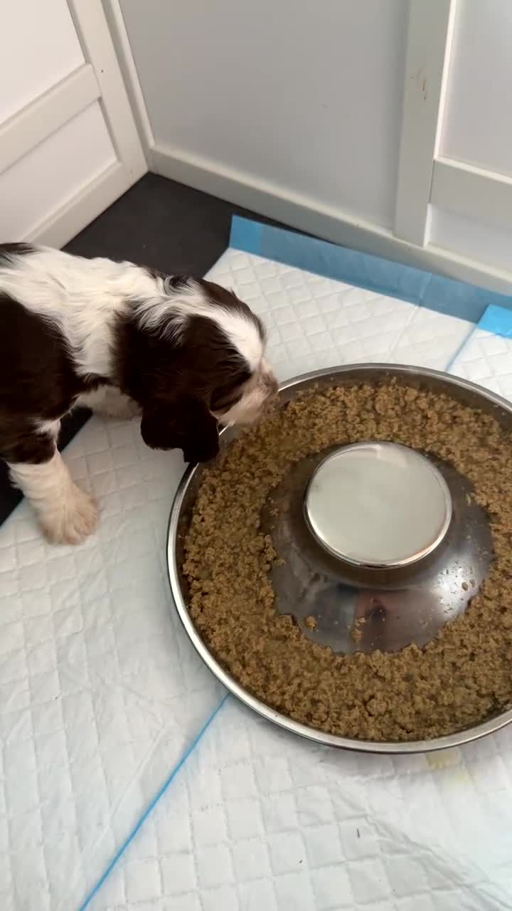 Cocker Spaniel dogs for sale: Chocolate Roan & Tan Cocker Spaniel Girl - Video 3
