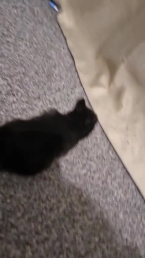 Lionhead rabbits for sale: Set of 3 baby bunnies - Video 2