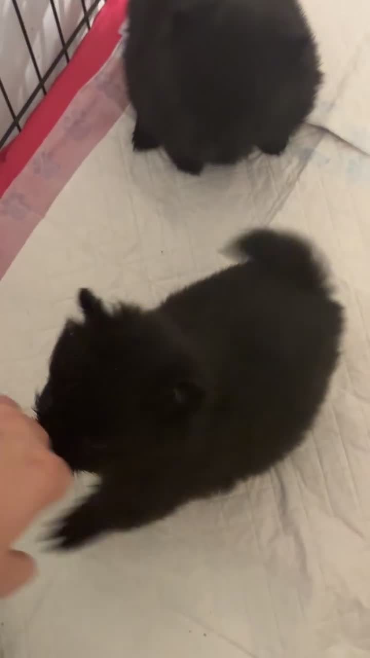 Pomeranian dogs for sale: Pomeranian puppies - Video 2