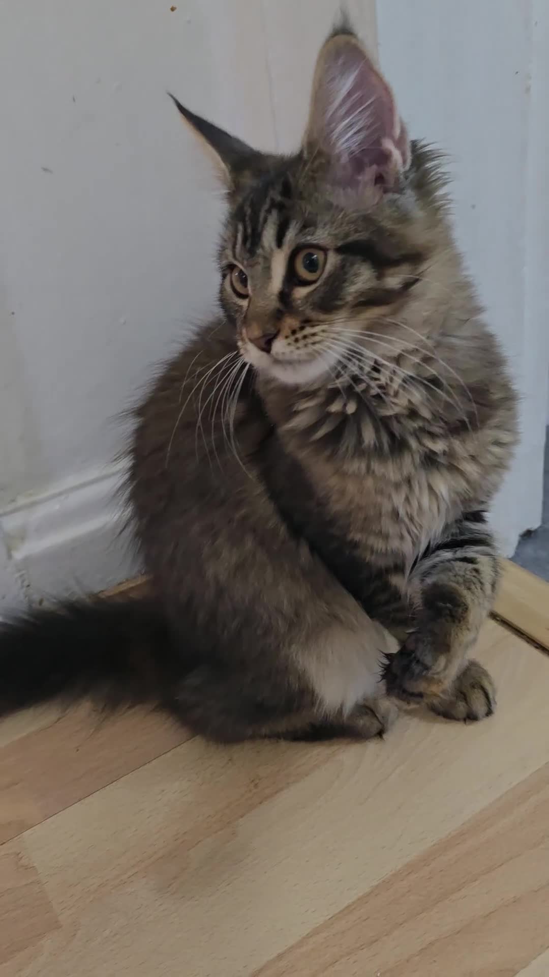 Maine Coon cats for sale: One girl left 💙  - Video 2