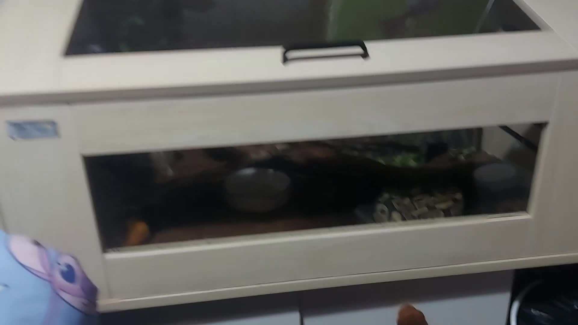 Python Snake reptiles for sale: Snake starter set up full - Video 1