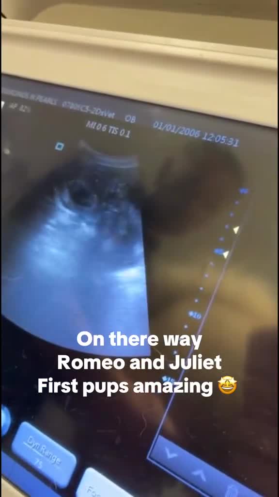 Chow Chow dogs for stud: Chow chow stud  - Video 1