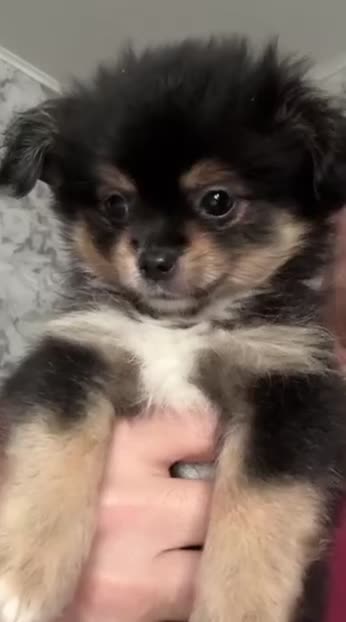 Mixed Breed dogs for sale: A cute little angel of a puppy - Video 1
