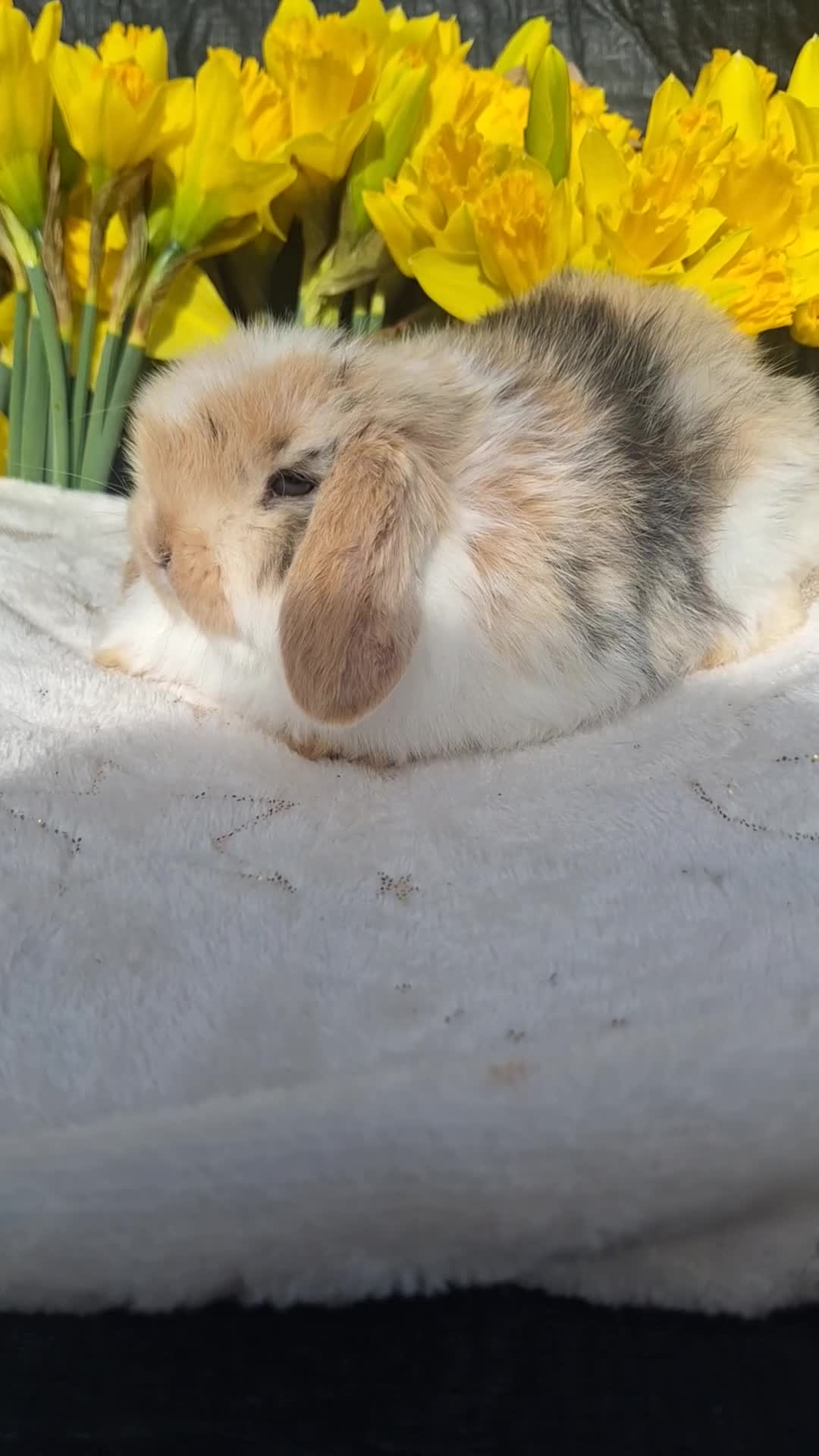 Mini Lop rabbits for sale: Pure bred mini lop babie rabbits 🐇  - Video 5