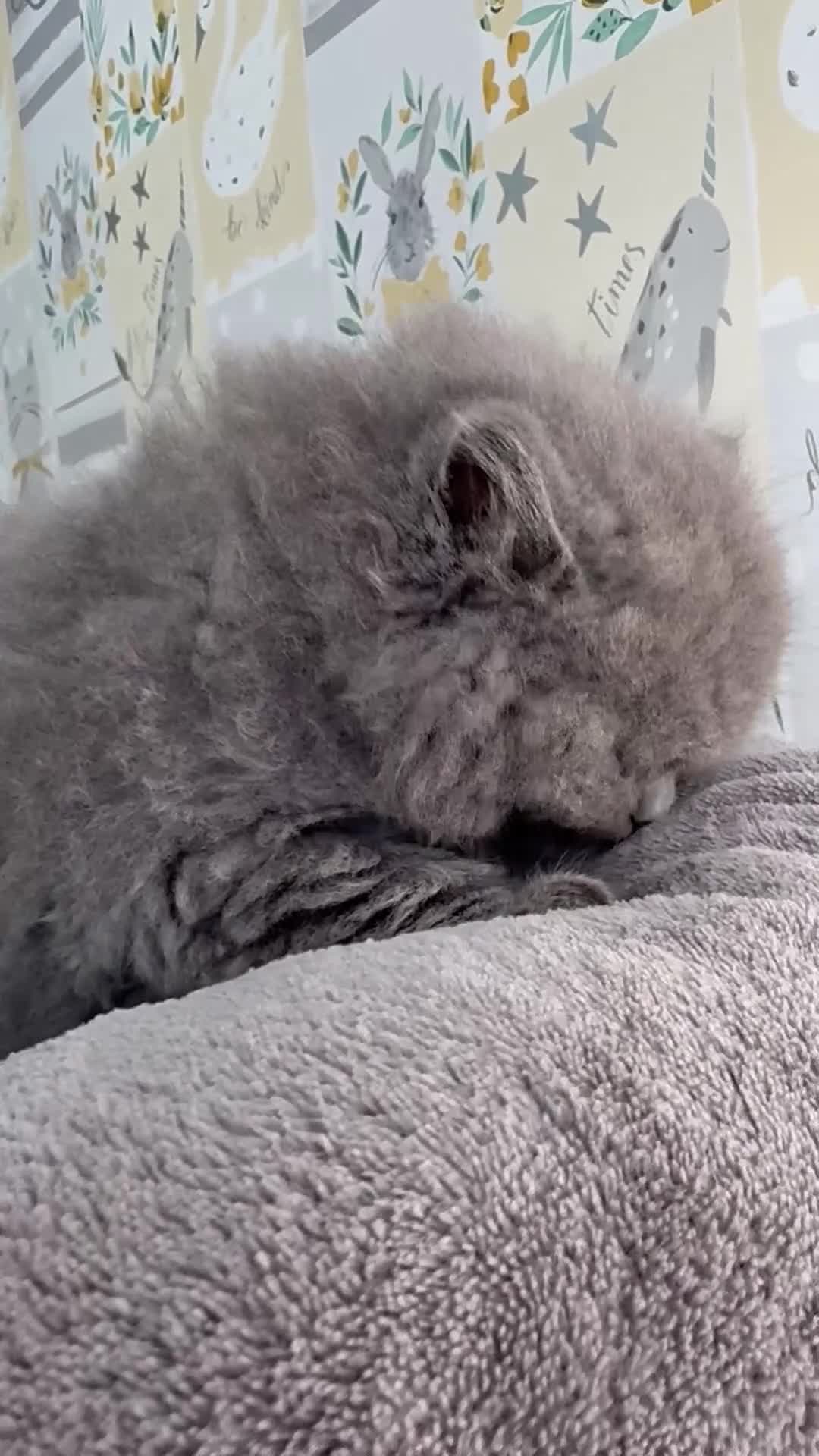 British Longhair cats for sale: Champion Sired GCCF Blue British longhair male - Video 1