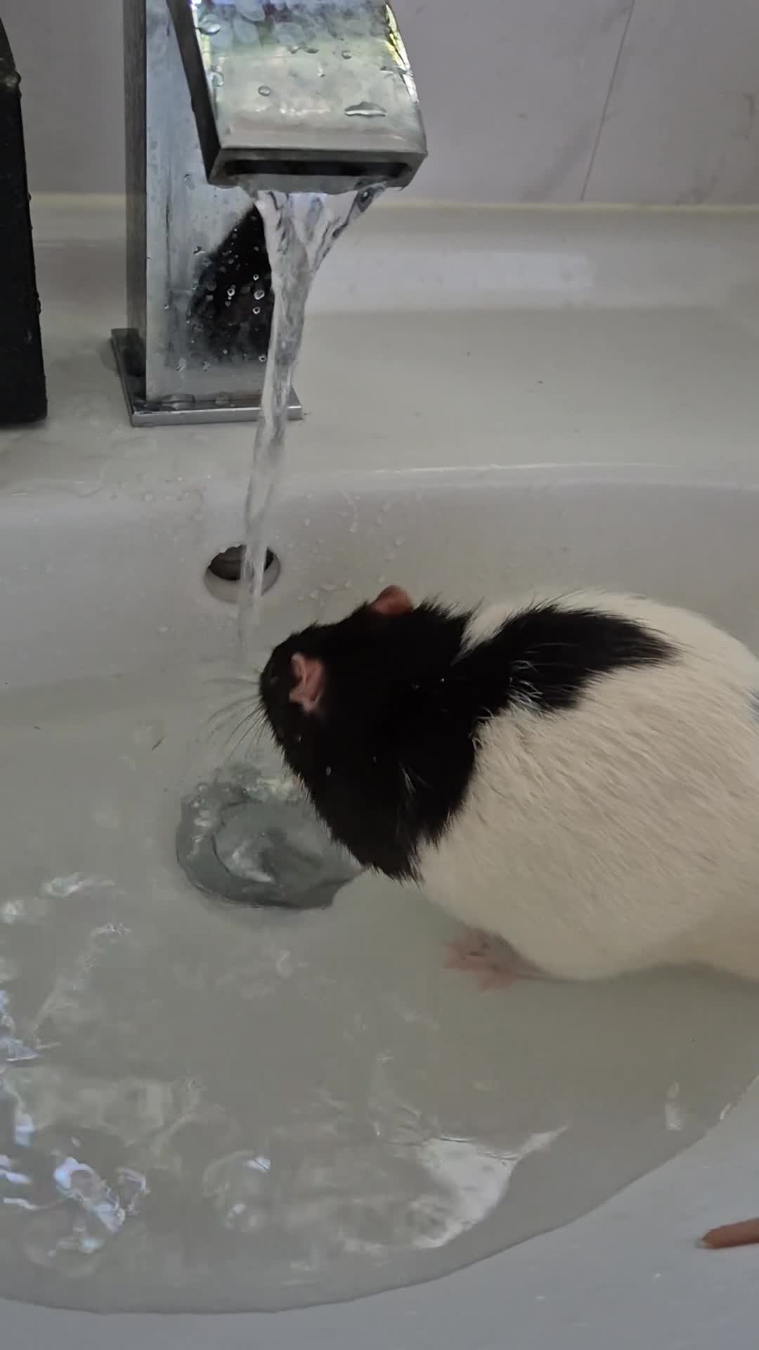 Rat rodents for sale: Three male rats & cage - Video 1