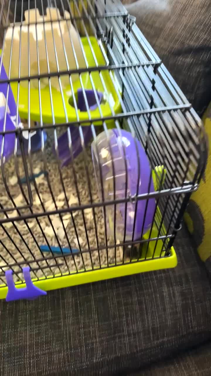 Mouse rodents for sale: Female mice  - Video 1
