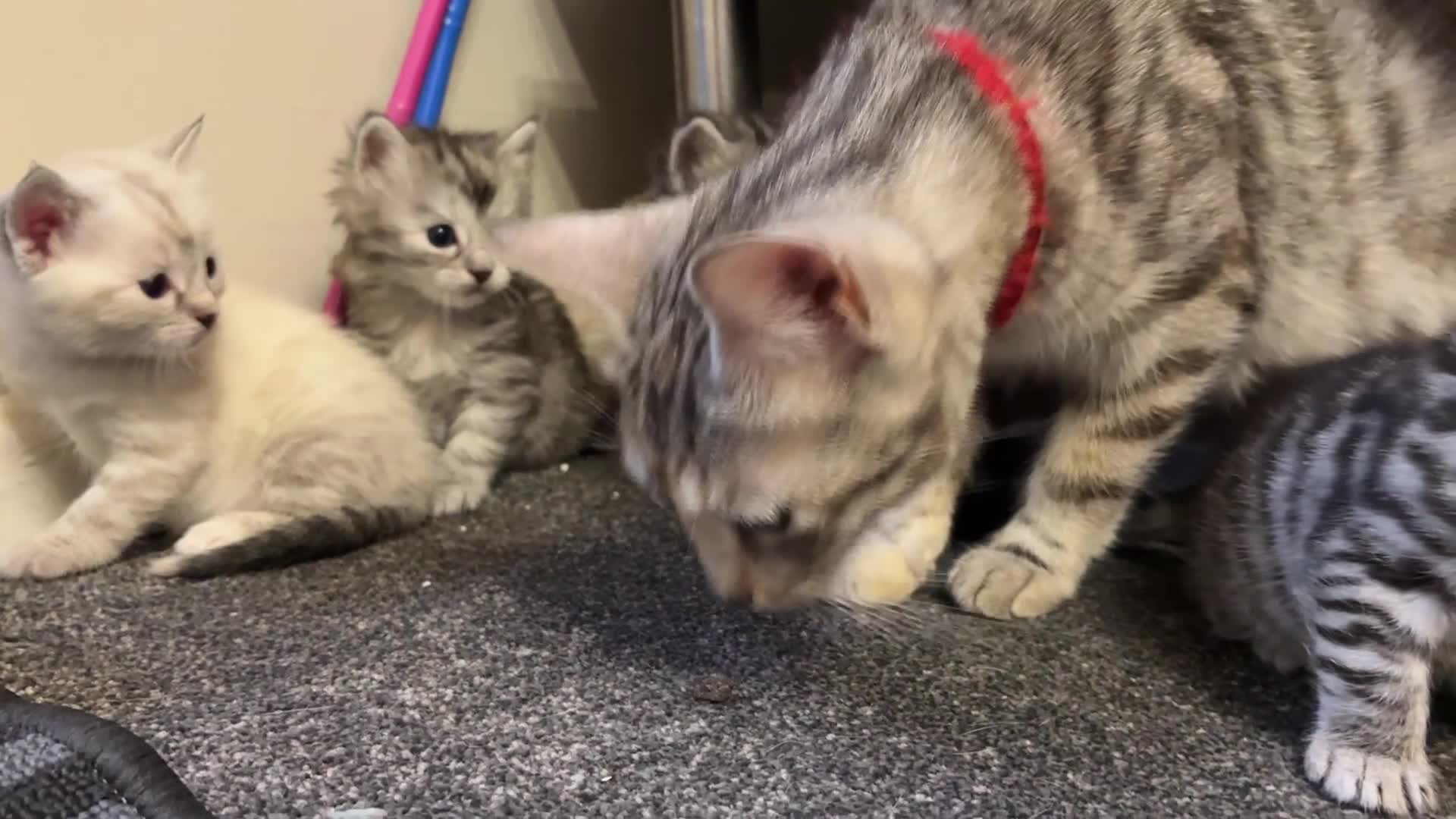 Bengal cats for sale: Bengal Cross Kittens - 2 Snow 3 Grey - Video 2