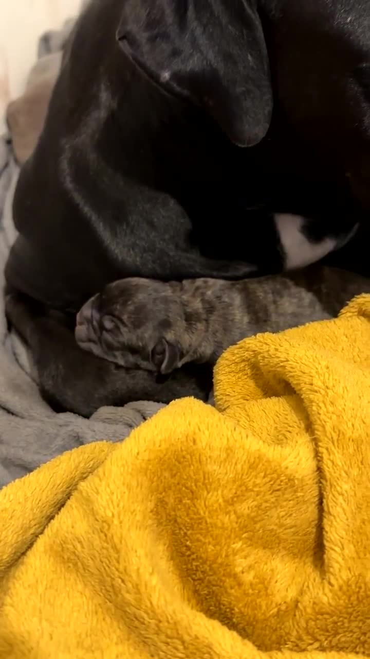 Mixed Breed dogs for sale: Staffordshire bull terrier puppies - Video 1