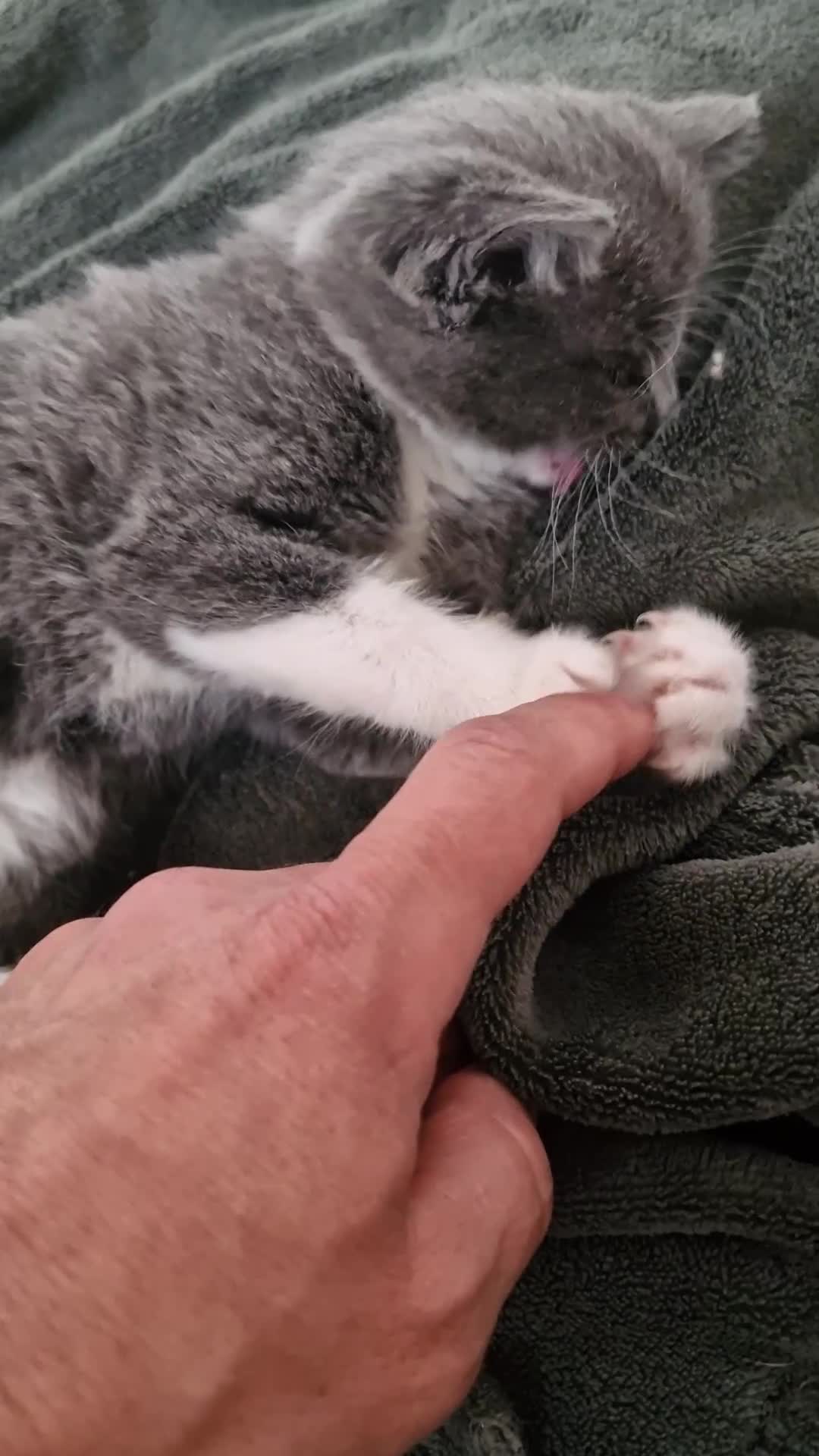 Mixed Breed cats for sale: 3 kittens - Video 1