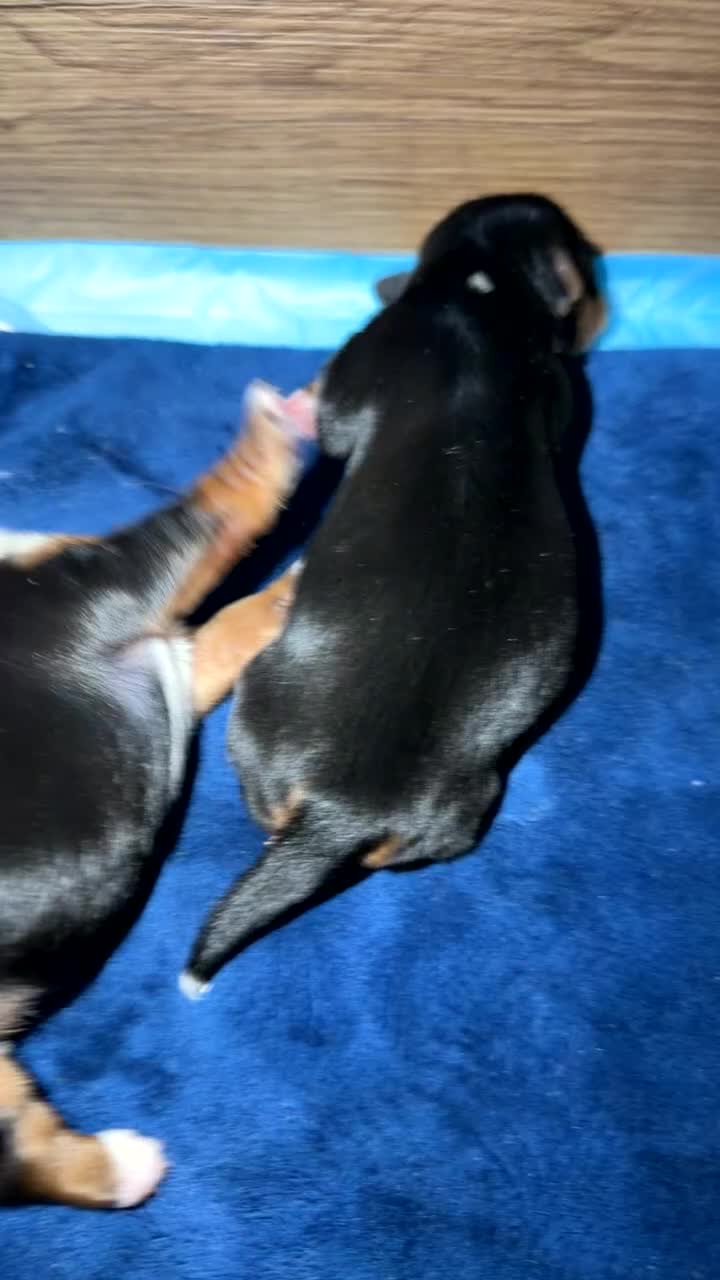 Mixed Breed dogs for sale: biewer x yorki puppies - Video 3