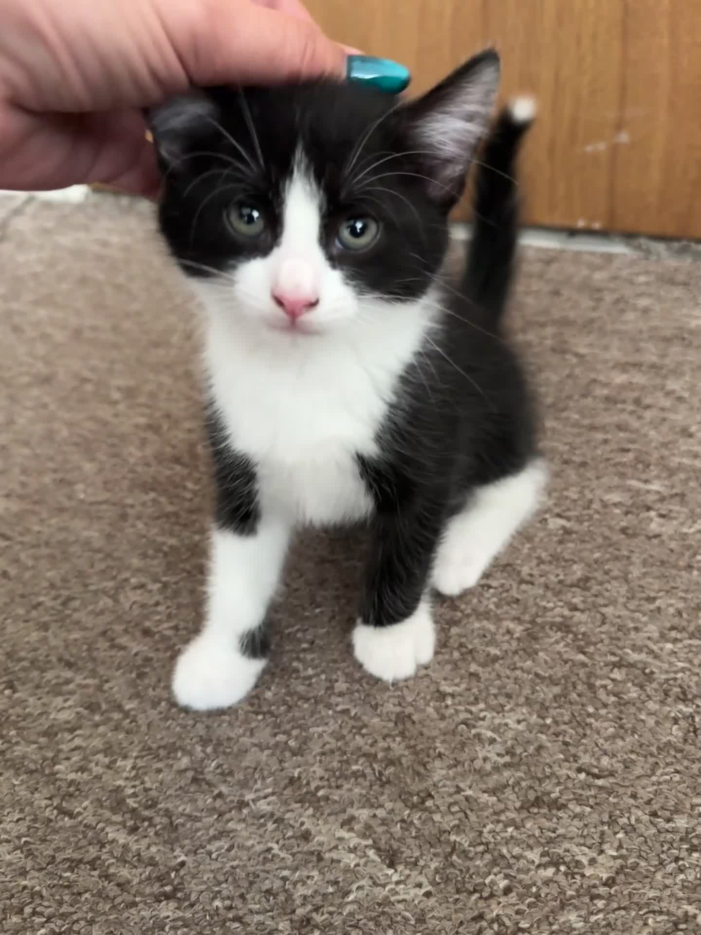 British Shorthair cats for sale: 2 boys one girl for sale  - Video 2