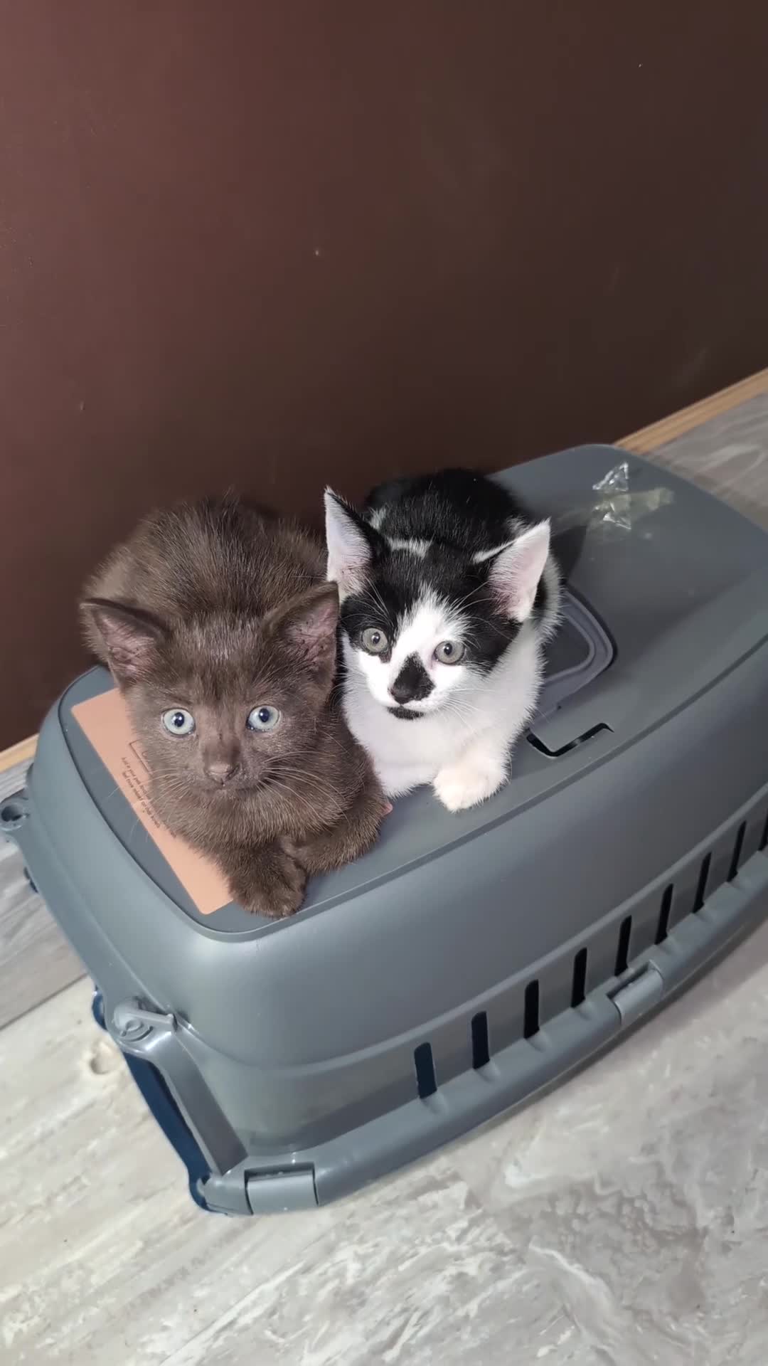 British Shorthair cats for sale: 1 male kitten - Video 1