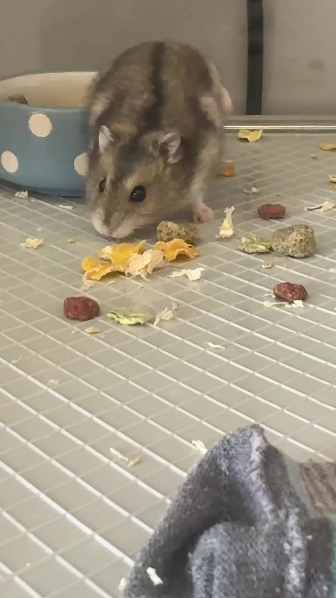 Hamster rodents for sale: Hamster & Full Setup for Sale – Meet Pumpkin 🐹🎃 - Video 2