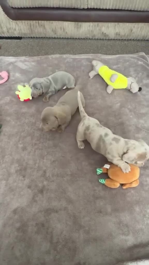 Miniature Dachshund dogs for sale: Beautiful miniature dachshunds  - Video 1