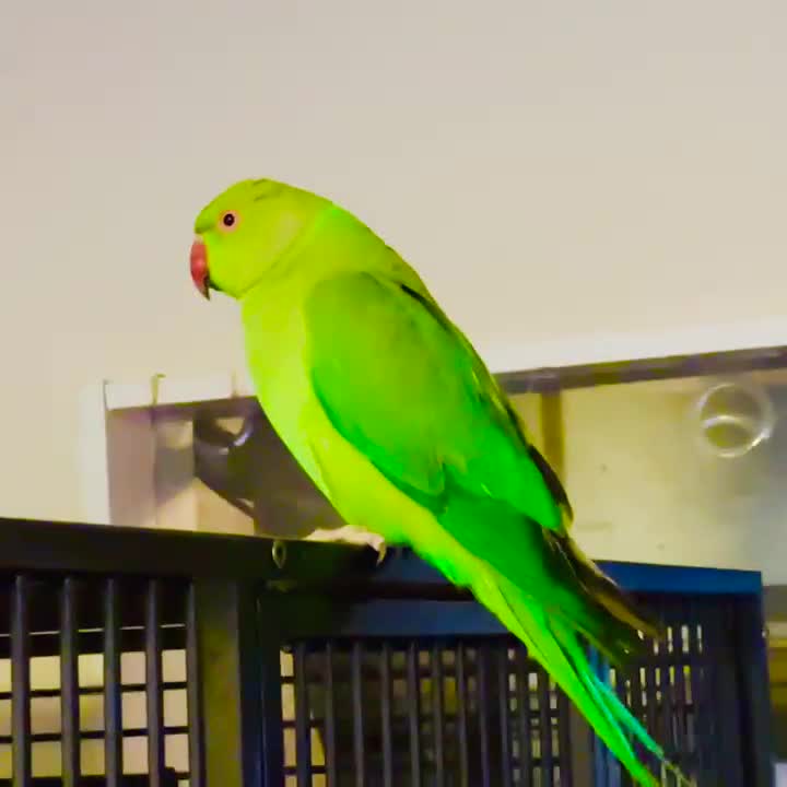 Parrots birds for sale: Young Indian Ringnack parrot for sale - Video 1