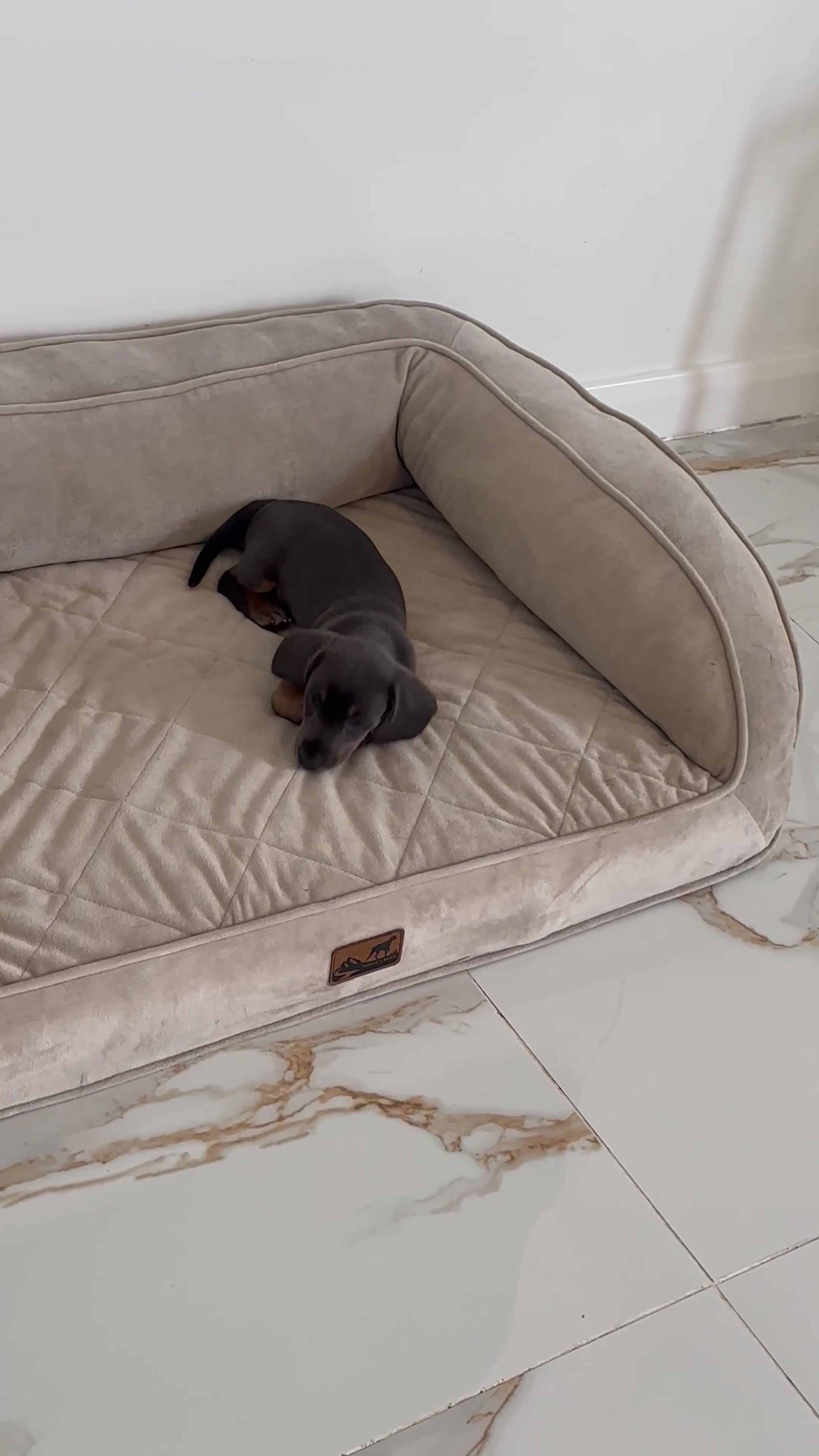 Miniature Dachshund dogs for sale: Ready now. Rare Blue eyed, Blue Tan Boy - Video 1