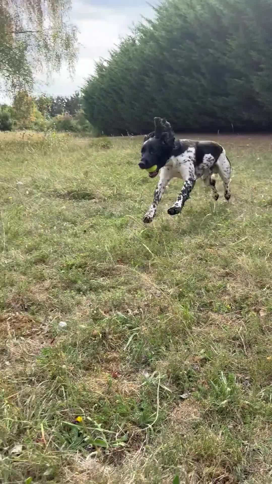 English Springer Spaniel dogs for sale: Lovely ESS (AD ON HOLD) - Video 2